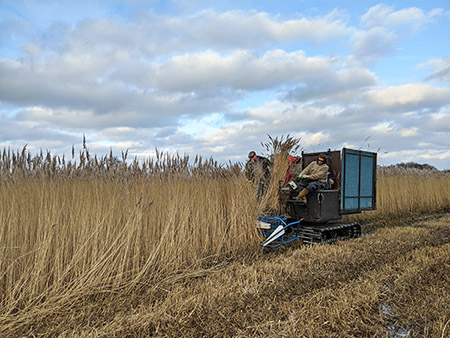 A low ground pressure, tracked reed harvester